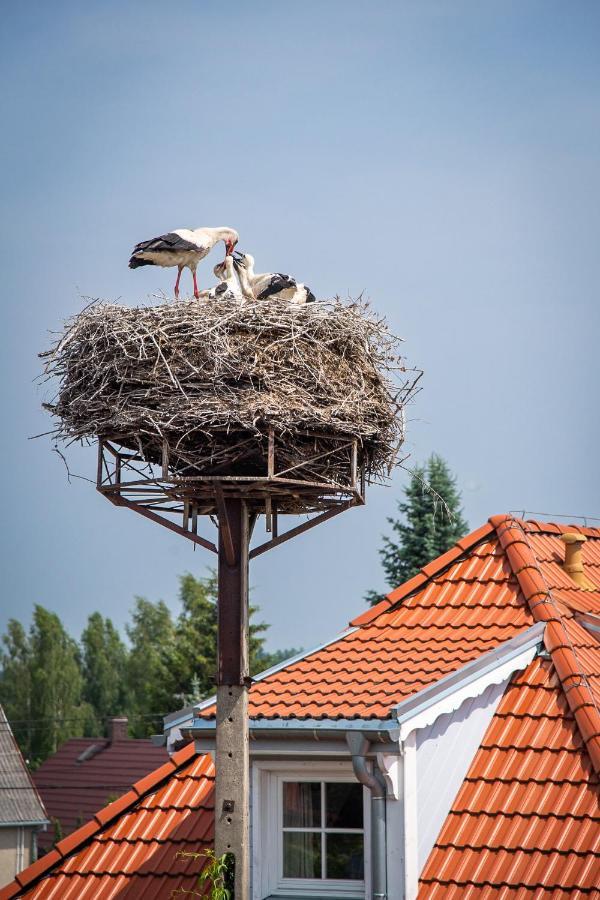 Apartamenty Galeria Trunkow Białowieża Extérieur photo